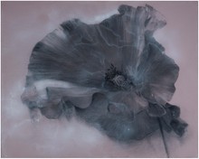 洪德忠 - 態系列 9