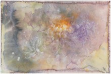 洪德忠 - 萬壽菊